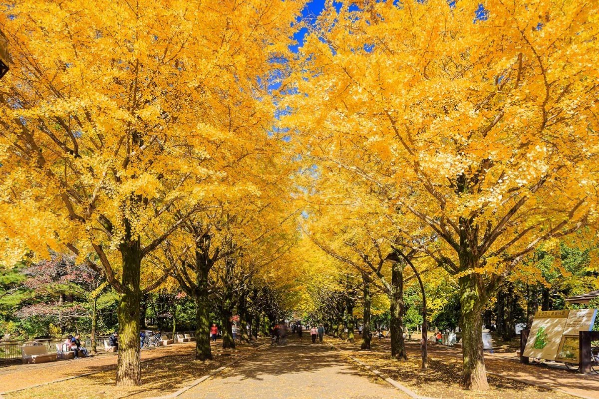 ⛩️ 이세사키 신사 (이세사키 진자) 이미지 8